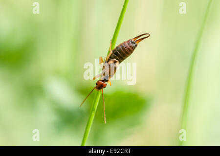 common earwig (Forficula auricularia) Stock Photo