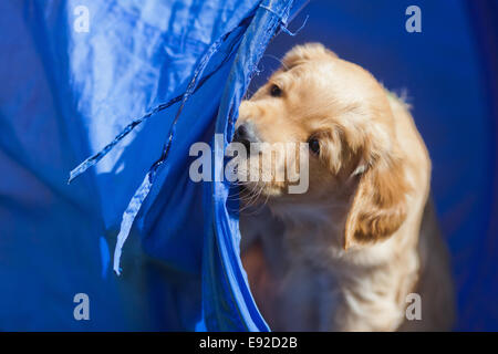 Golden Retriever puppy gnaws at a tunnel Stock Photo