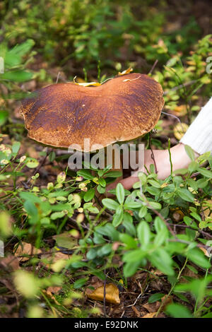 girl hand take Big mushroom in forest Stock Photo