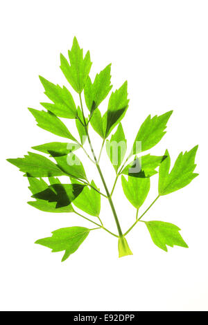 Lovage - Levisticum officinale - Stock Photo