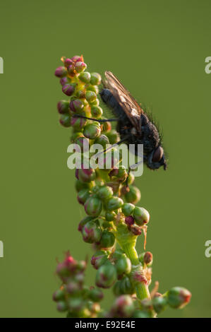 lesser house fly (Fannia canicularis), on a wall Stock Photo - Alamy