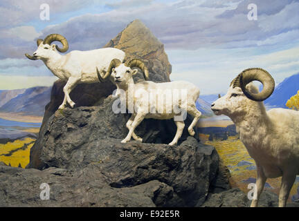 Thinhorn Sheep Trio Stock Photo