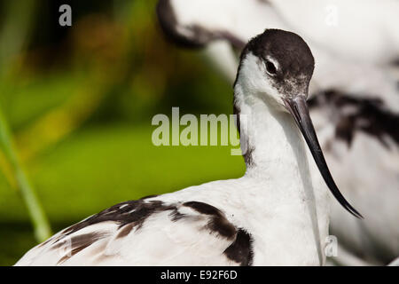 Pied Avocet  (Recurvirostra avosetta) Stock Photo
