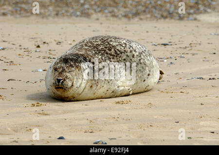 Common Seal - Phoca vitulina Stock Photo