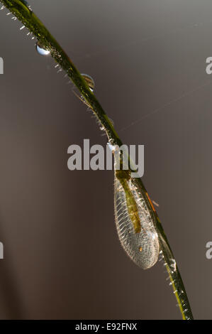 Green lacewing (Chrysopidae) Stock Photo
