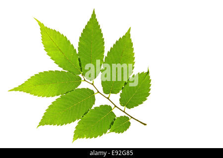 Japanese zelkova - Zelkova serrata Stock Photo