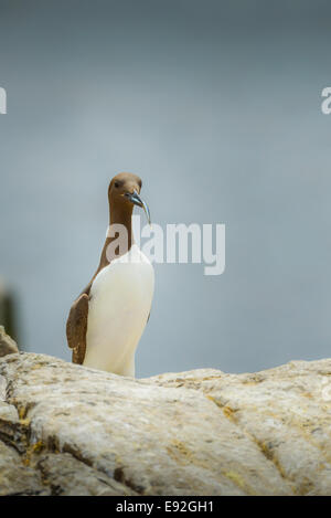 A wild adult guillemot (Uria aalge), chocolate brown in colour, standing with a sandeel fish in its bill beak. Stock Photo