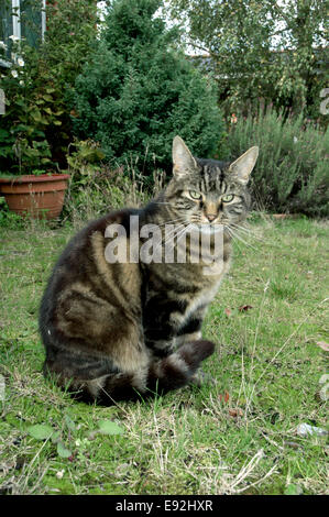 Domestic Tabby Cat - Felis silvestris catus Stock Photo
