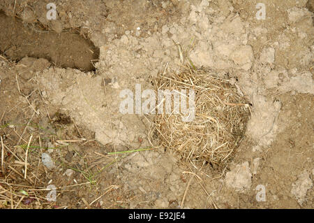 Field vole nest (Microtus agrestis) with the adult female and newborn ...