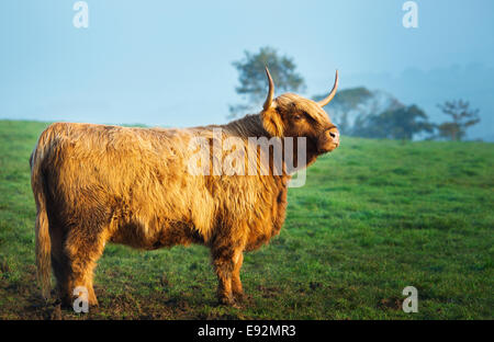 A majestic Highland Cow holding it's head up high Stock Photo