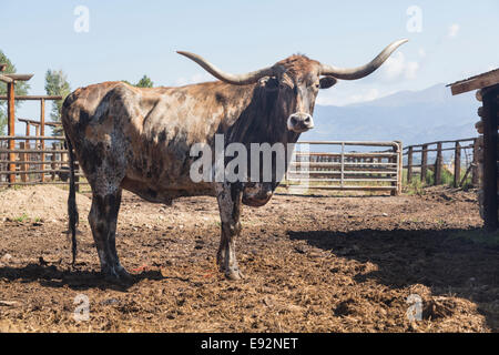 Old Texas Longhorn cow, USA Stock Photo