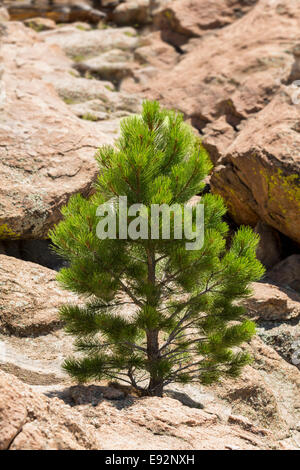 Young ponderosa pine tree grows from rocky plateau by Turtle Rocks, Buena Vista, Colorado, USA Stock Photo