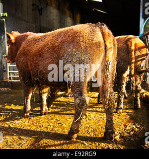 South Devon Beef Cattle Stock Photo