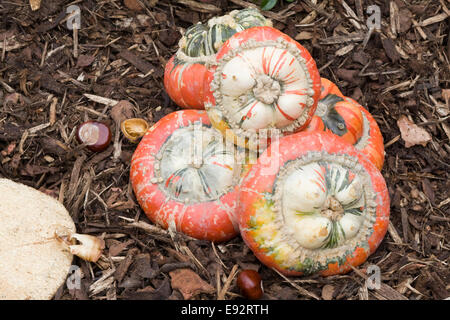 Ornamental Pumpkins Stock Photo