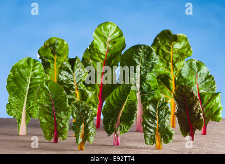 Artistic fantasy still life of swiss chard leaves that look like a forest of trees Stock Photo