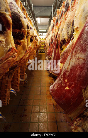 sides of beef hanging in a cold store Stock Photo