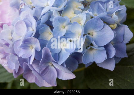 Blooming hydrangea in pink and blue colors Stock Photo