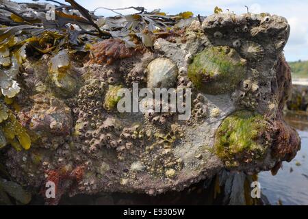 Common limpets (Patella vulgata) and Acorn barnacles (Balanus perforatus) attached to rocks exposed at low tide, Lyme Regis. Stock Photo