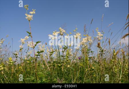 Meadowsweet (Filipendula ulmaria) flowering in a damp lowland hay meadow, Wiltshire, UK, July. Stock Photo