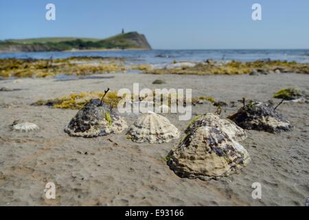 Common limpets (Patella vulgata) attached to rocks exposed at low tide, Kimmeridge, Dorset, UK, July. Stock Photo