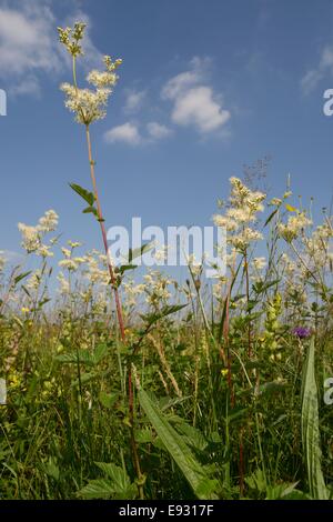 Meadowsweet (Filipendula ulmaria) flowering in a damp lowland hay meadow, Wiltshire, UK, July. Stock Photo