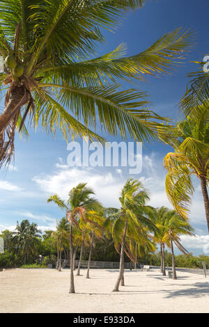 PALM TREES FAR BEACH JOHN PENNEKAMP CORAL REEF STATE PARK KEY LARGO FLORIDA USA Stock Photo