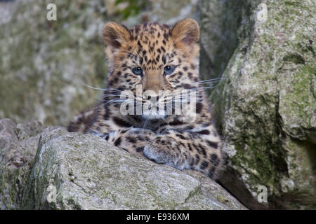 An Amur Leopard cub sitting in some rocks Stock Photo