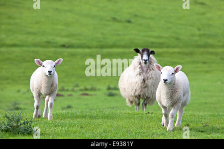 Ewe with twin lambs, England, UK Stock Photo