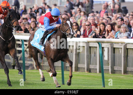 Newmarket, UK. 17th October, 2014. Richard Kingscote riding Royal Razalma wins the Dubai Cornwallis Stakes during The Future Champions Day racing at Newmarket Racecourse on October 17, 2014 in Newmarket, England. Credit:  Andy Prior/Alamy Live News Stock Photo