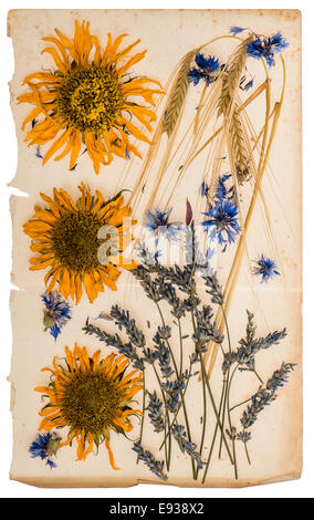 dried flowers on aged paper sheet. herbarium of sunflowers, cornflower, lavender, corn plant Stock Photo