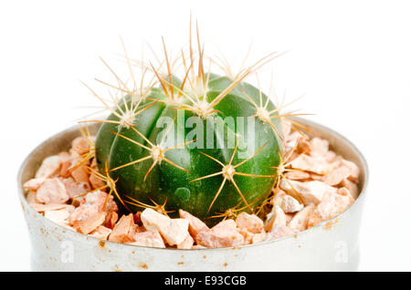 details of desertic suculenta and cacti plants Stock Photo