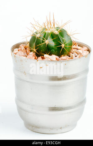 details of desertic suculenta and cacti plants Stock Photo