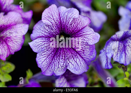 Petunia Flower .purple flower , Garden in Cairo . Stock Photo