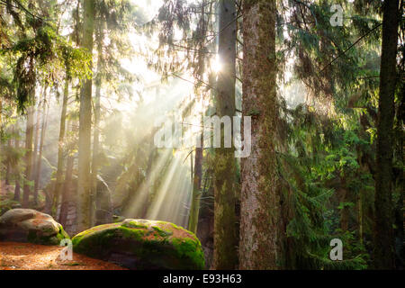 Beautiful morning fog and sunbeams in the autumn pine forest Stock ...