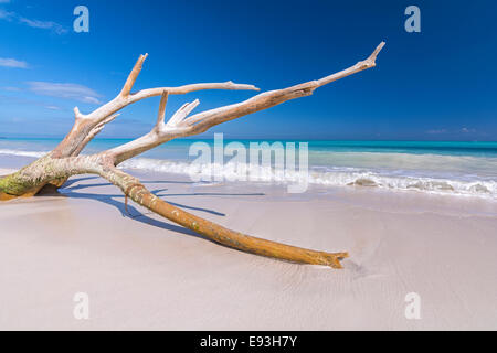 Bright blue sky and large branch of tree washed up on beautiful tropical Caribbean beach of Isla Blanca near Cancun, Mexico Stock Photo