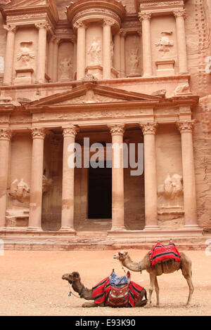 Camels outside the Treasury in Petra, Jordan Stock Photo