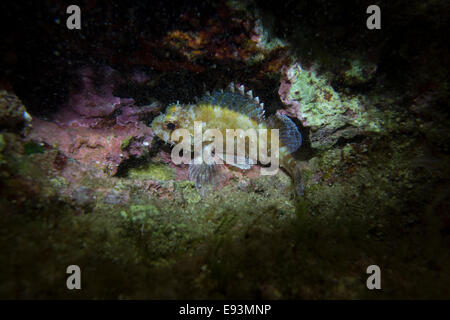 Full size Small Rockfish, Scorpaena notate, on algae covered rock. Stock Photo