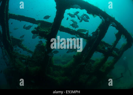 Photograph of the HMS Maori wreck outside Grand Harbor in Valletta, Malta, Mediterranean Sea. Stock Photo