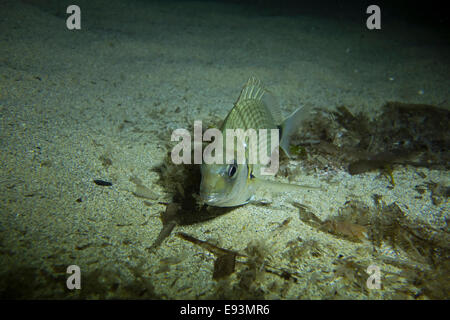 Saddled Seabream, Oblada melanur,  from the Mediterranean Sea, Malta. Stock Photo