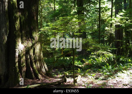 Photograph of old growth trees next to small saplings in Cathedral Grove, BC, Canada. Stock Photo