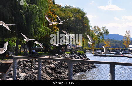 Cold Spring, NY:  A flock of seagulls flying over the town pier along the banks of the Hudson River Stock Photo