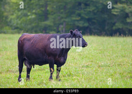 Free grazing female cow Stock Photo - Alamy
