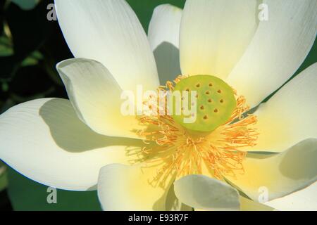 Close-up view of water lily at New York Botanical Garden, Bronx, USA Stock Photo
