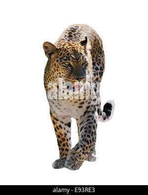 Digital Painting Of Walking Leopard Stock Photo