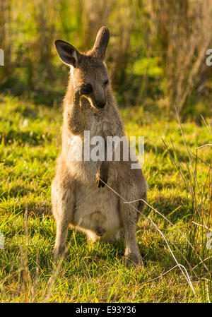 Eastern Gray Kangaroos on Look At Me Now Headland, Emerald Beach, Coffs Harbor, NSW, Australia Stock Photo