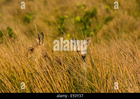 Eastern Gray Kangaroos on Look At Me Now Headland, Emerald Beach, Coffs Harbor, NSW, Australia Stock Photo