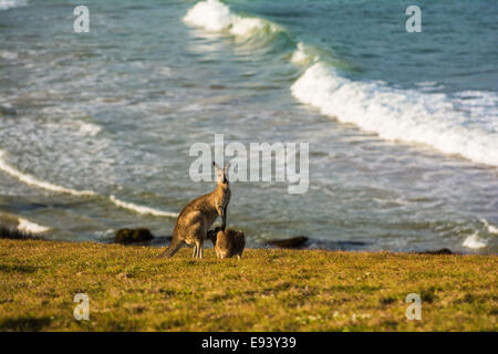 Eastern Gray Kangaroos on Look At Me Now Headland, Emerald Beach, Coffs Harbor, NSW, Australia Stock Photo