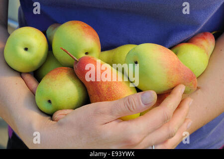 bundle of ripe pears in woman hands Stock Photo