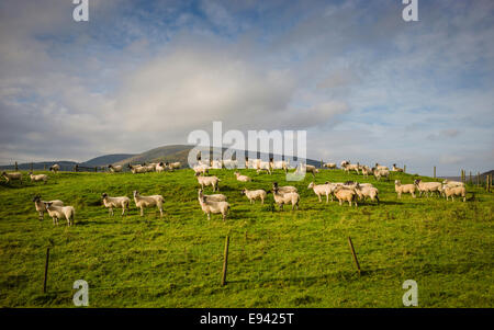 Clean sheep, Dunsop Bridge, Forest of Bowland, North West England, UK. Stock Photo