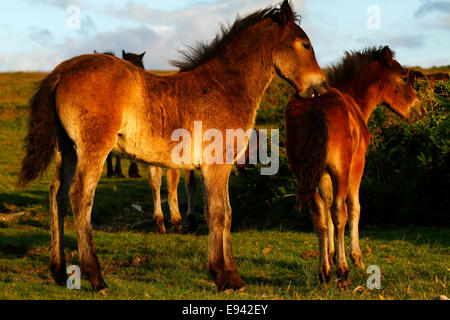 Wild ponies on Dartmoor, two Dartmoor foals playing one biting the bum of his friend, these horses roam free on open moorland Stock Photo